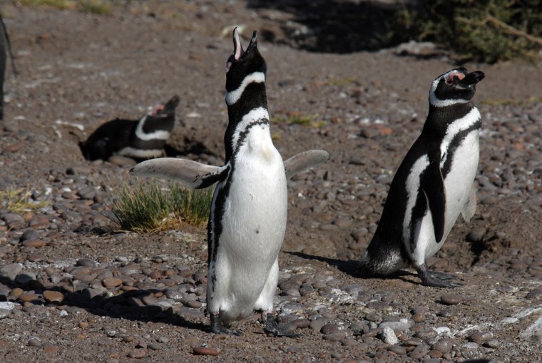 These Magellanic penguins are part of a colony in Argentina that has seen its population drop from 300,000 breeding pairs to 200,000 in 22 years.